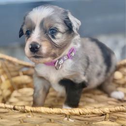 Purple - Blue merle female Miniature Australian Shepherd puppy in 32046, Florida from River Hill Ranch