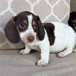 CKC Peony - Piebald female Dachshund puppy in Joshua Tree, California from Desert Dreams Ranch
