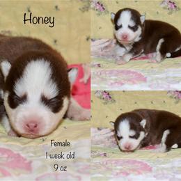 Honey - Chocolate female Pomsky puppy in Denham Springs, Louisiana from Bayouland Pomskies