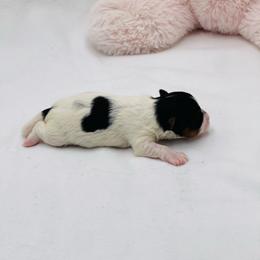 Ace- 3000 - Black tan and white male Biewer Terrier puppy in Douglas, Georgia from Heartland small breeds