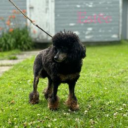 Poodle All Grown Up from LAE’s  Poodles