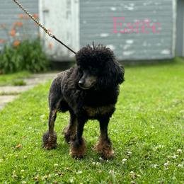 Poodle All Grown Up from LAE’s  Poodles