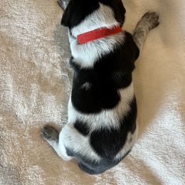 German Shorthaired Pointer and Russell Terrier Puppies from Charnobragan Acres
