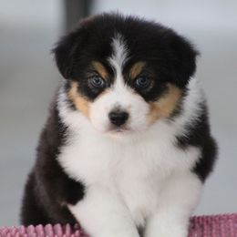 Chesney - Black tri-color female Australian Shepherd puppy in Jameson, Missouri from Sky Creek