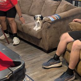 Australian Shepherd Puppies from Winter River Farms Australian Shepherds