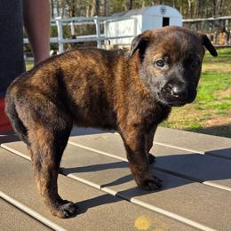 Rose (pink) - Black brindle female Dutch Shepherd puppy in Signal Mountain, Tennessee from Torgun Police Dogs