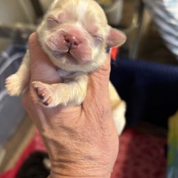 Red collar - Cream and white male Shih Tzu puppy in Kosciusko, Mississippi from The Dog House LLC
