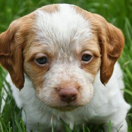 Kimber - Orange roan female Brittany puppy in Hollidaysburg, Pennsylvania from Royal Flush Farms