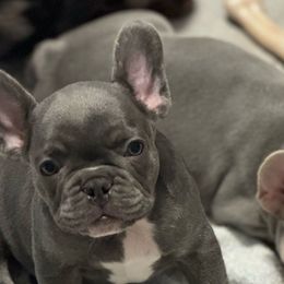 Blue Brindle Boy - French Bulldog puppy from Haynes French Bulldogs