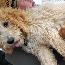 Double Doodle and Goldendoodle Puppies from Badgerland Goldendoodles