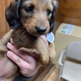 Dachshund Puppies from Cogsworth Cromwell Dachshunds of South West Michigan