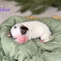 Velvet - Merle female Cavapoo puppy in Midland, Michigan from Northern Charm Farm