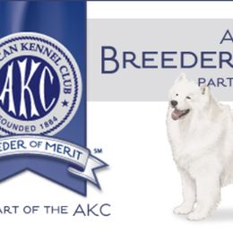 Samoyed Puppies from Kenjo Samoyeds