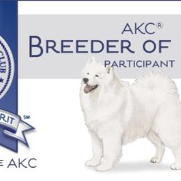 Samoyed Puppies from Kenjo Samoyeds