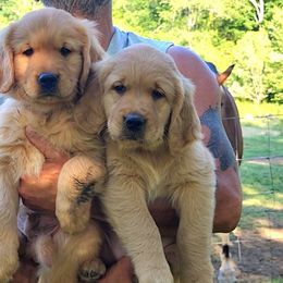 Golden Retriever Puppies from Valley Creek Farm