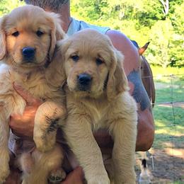 Golden Retriever Puppies from Valley Creek Farm