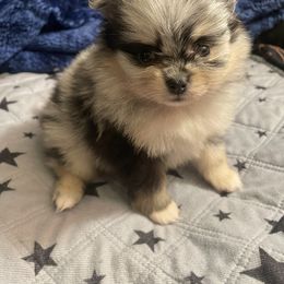 Pomeranian Puppies from Belinda Hokanson