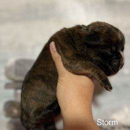 Boxer Puppies from Von Royal Dell’Infinite