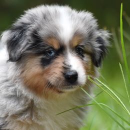 Gunpowder - Blue merle male Miniature American Shepherd puppy in Gainesville, Florida from MarvelMAS Miniature American Shepherds
