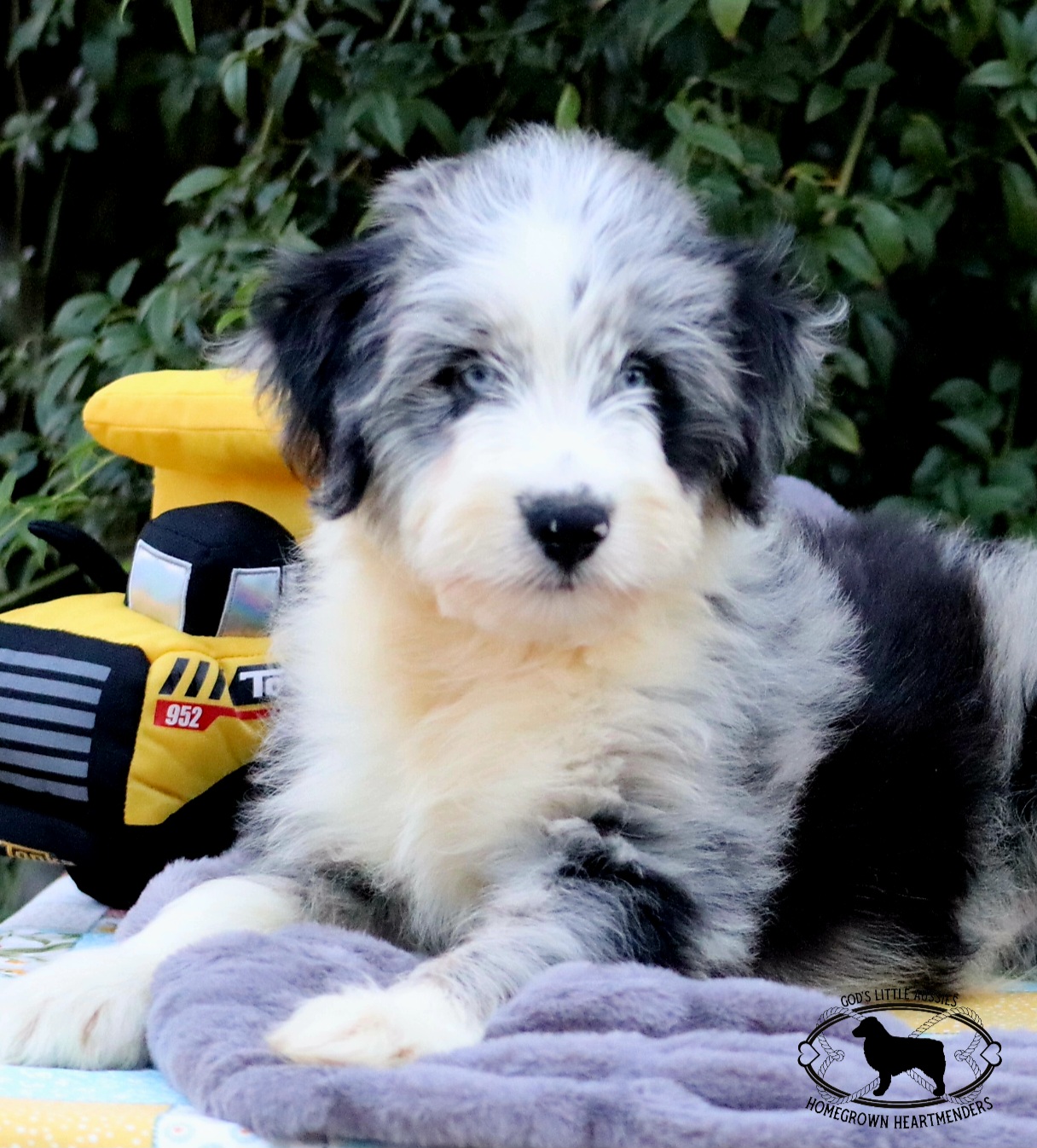 Aussiedoodle, Australian Shepherd, and Miniature Australian Shepherd Puppies from God’s Little Aussies