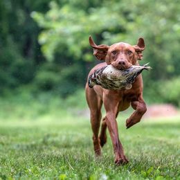 German Shepherds and Vizslas from Augenblick Kennels