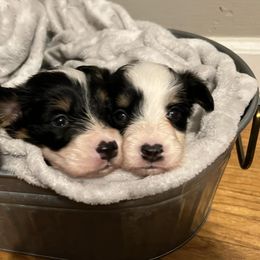 Pembroke Welsh Corgis from Cooper’s Corgis