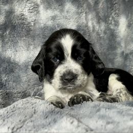 Jane - Black and white female English Springer Spaniel puppy in Battle Creek, Michigan from Eden Springer Spaniels