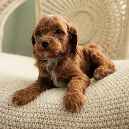 Louis - Red male Cavapoo puppy in Ashland, Kentucky from Still Waters Farm