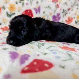 Venus - Black female Dachshund puppy in Nampa, Idaho from 208 Wiener Wiggle Butts LLC
