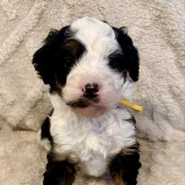Yellow collar girl - Tri-color female Bernedoodle puppy in Lake, Michigan from 3 King Doodles & Poodles