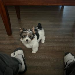 Male 1 - Tan and white male Yorkshire Terrier puppy in Kissimmee, Florida from Bebe AKC Puppies