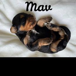 Cavapoo All Grown Up from Carolina Canines