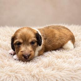 Alcide - Red male Dachshund puppy in Greenup, Kentucky from Tygart Creek Dachshunds