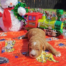 Hannah - Red female Cavapoo puppy in Dallas, Texas from Halo's Heroes Doodles