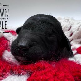 Goldendoodle and Poodle Puppies from Trammell’s Southern Pups