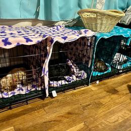 Cocker Spaniel Puppies from Mable meadows Cockers