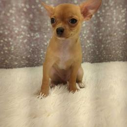 Ron - Black and tan male Chihuahua puppy in Topeka, Kansas from Barbie's Baby Chihuahuas