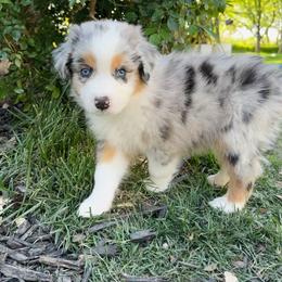 Bailey - Blue merle female Australian Shepherd puppy in Star, Idaho from Star Aussies