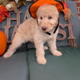 Zina - Cream female Poodle puppy in Edgefield, South Carolina from Bettna standard poodle