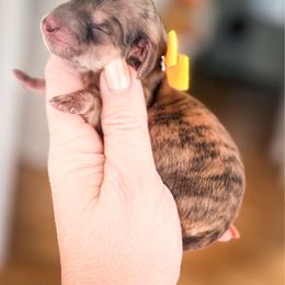 Dumpling - Brindle female Dachshund puppy in Bremen, Georgia from Doodles & Doxies