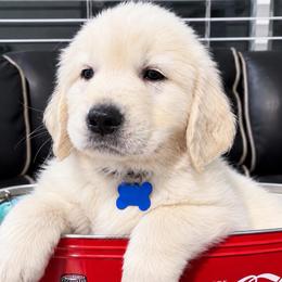 Duke - Light golden male Golden Retriever puppy in Fresno, California from Warwick’s Central California Goldens