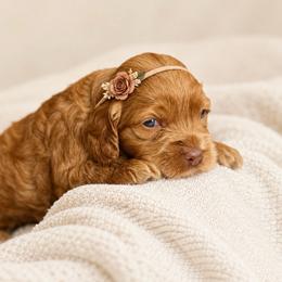 Opal - Red and white female Cockapoo puppy in Santa Barbara, California from K+C Doodles