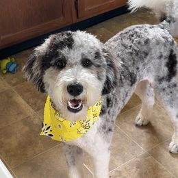 Aussiedoodle All Grown Up from Arrington’s Aussiedoodles