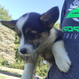 Boy 3 - Black and white male American Corgi puppy in Odessa, Missouri from LOYAL T K9's CORGIS