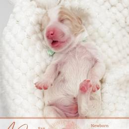 Diego - Parti male Goldendoodle puppy in California City, California from Summer Sun Doodles