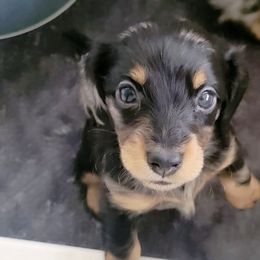 Dachshunds from Keen Dachshunds