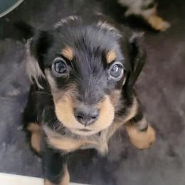 Dachshunds from Keen Dachshunds