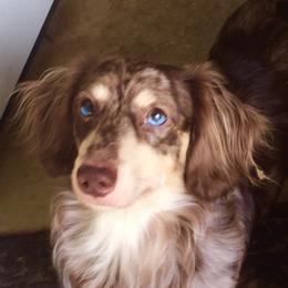 Tyrion - Dachshund