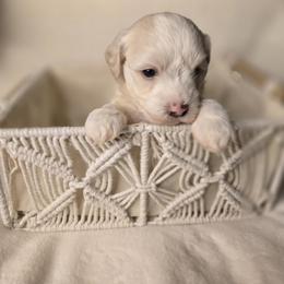 Oscar - White male Havanese puppy in Trinity, Alabama from Tooties Cuties Havanese