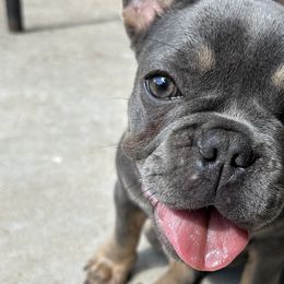 French Bulldogs from Asia